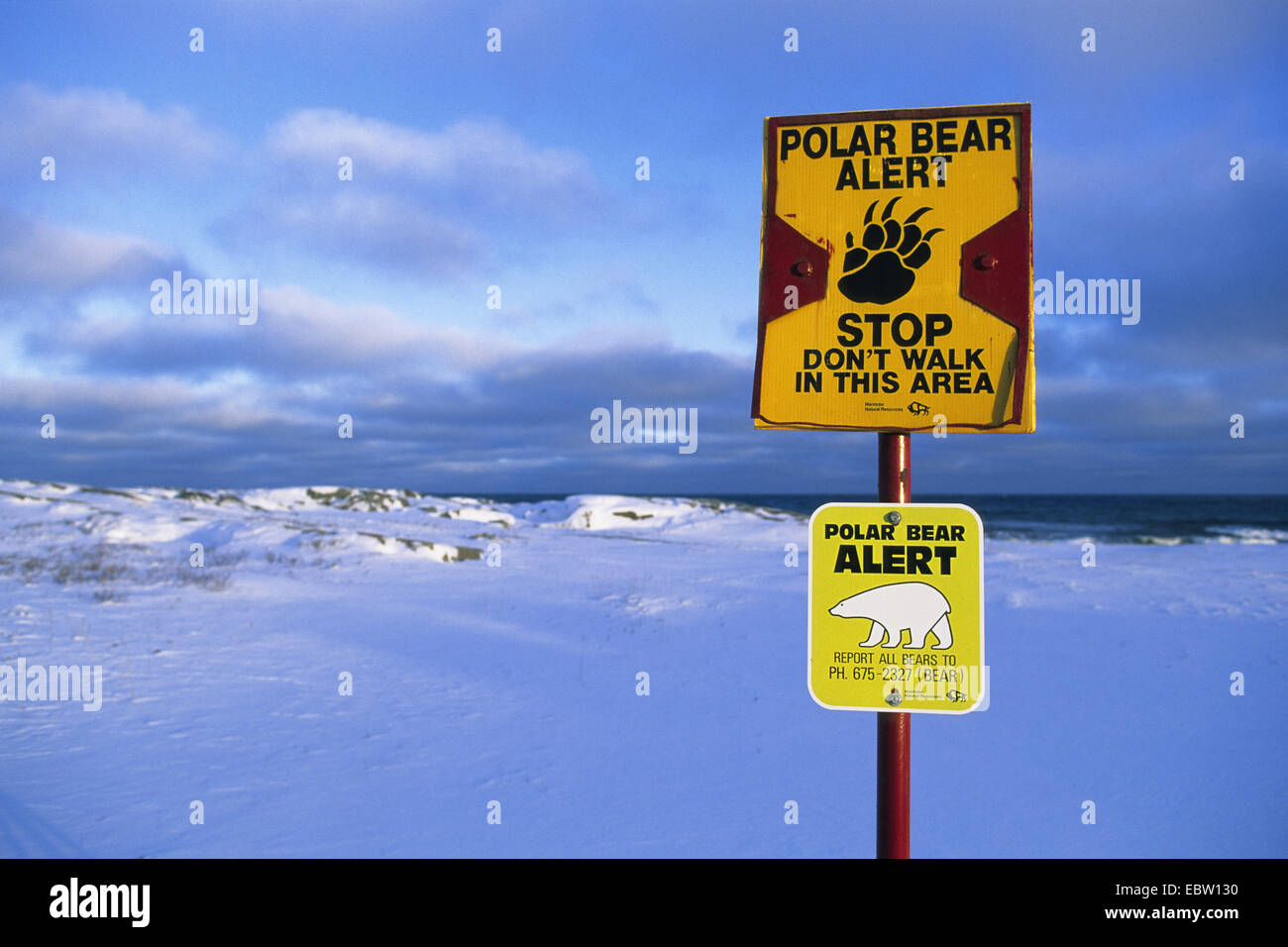 polar bear (Ursus maritimus), Polar Bear Alert warning sign, Canada, Manitoba, Churchill Stock Photo