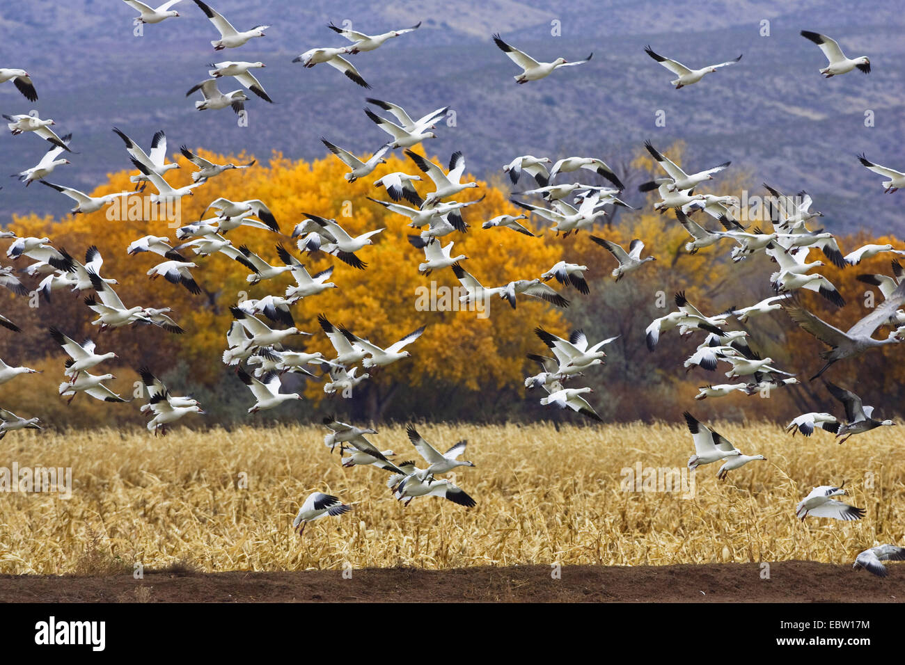 snow goose (Anser caerulescens atlanticus, Chen caerulescens atlanticus), snow geese in wintering ground, USA, New Mexico, Bosque del Apache Stock Photo