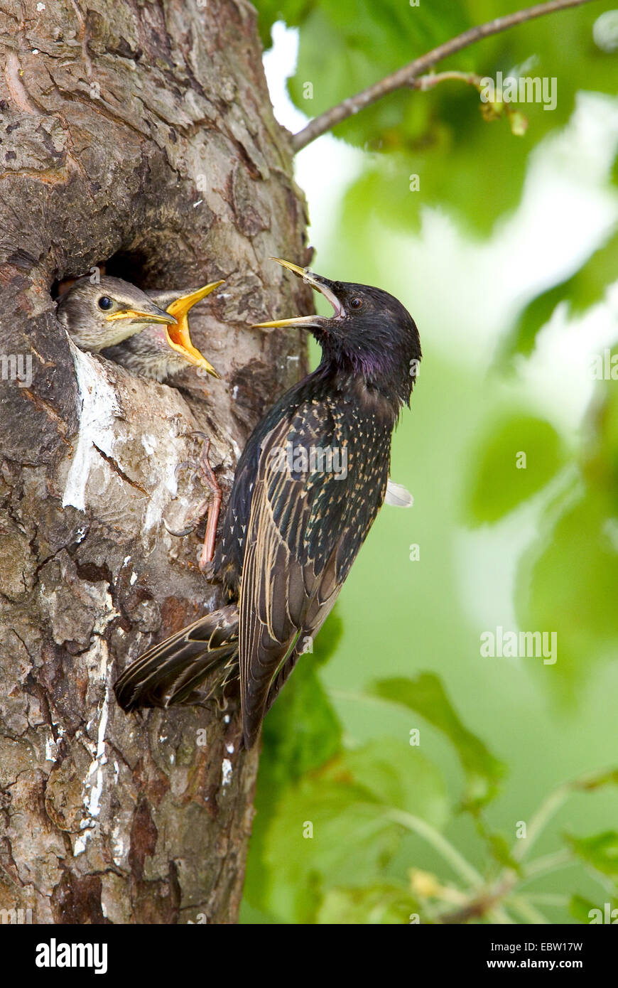 common starling (Sturnus vulgaris), at nesthole feeding chicks, Germany Stock Photo