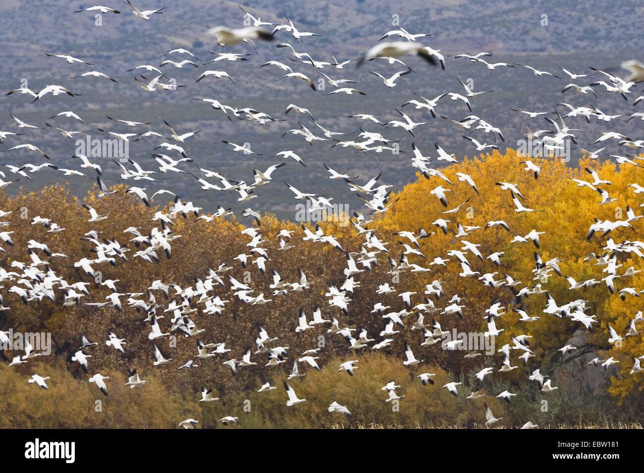 snow goose (Anser caerulescens atlanticus, Chen caerulescens atlanticus), flying flock in winter habitat, USA, New Mexico, Bosque del Apache Stock Photo