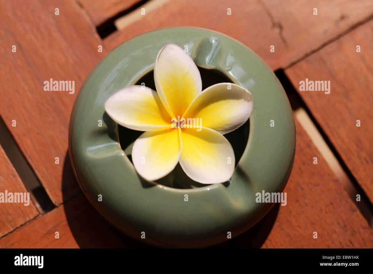 beautiful flower in a vase plumeria photographed closeup Stock Photo