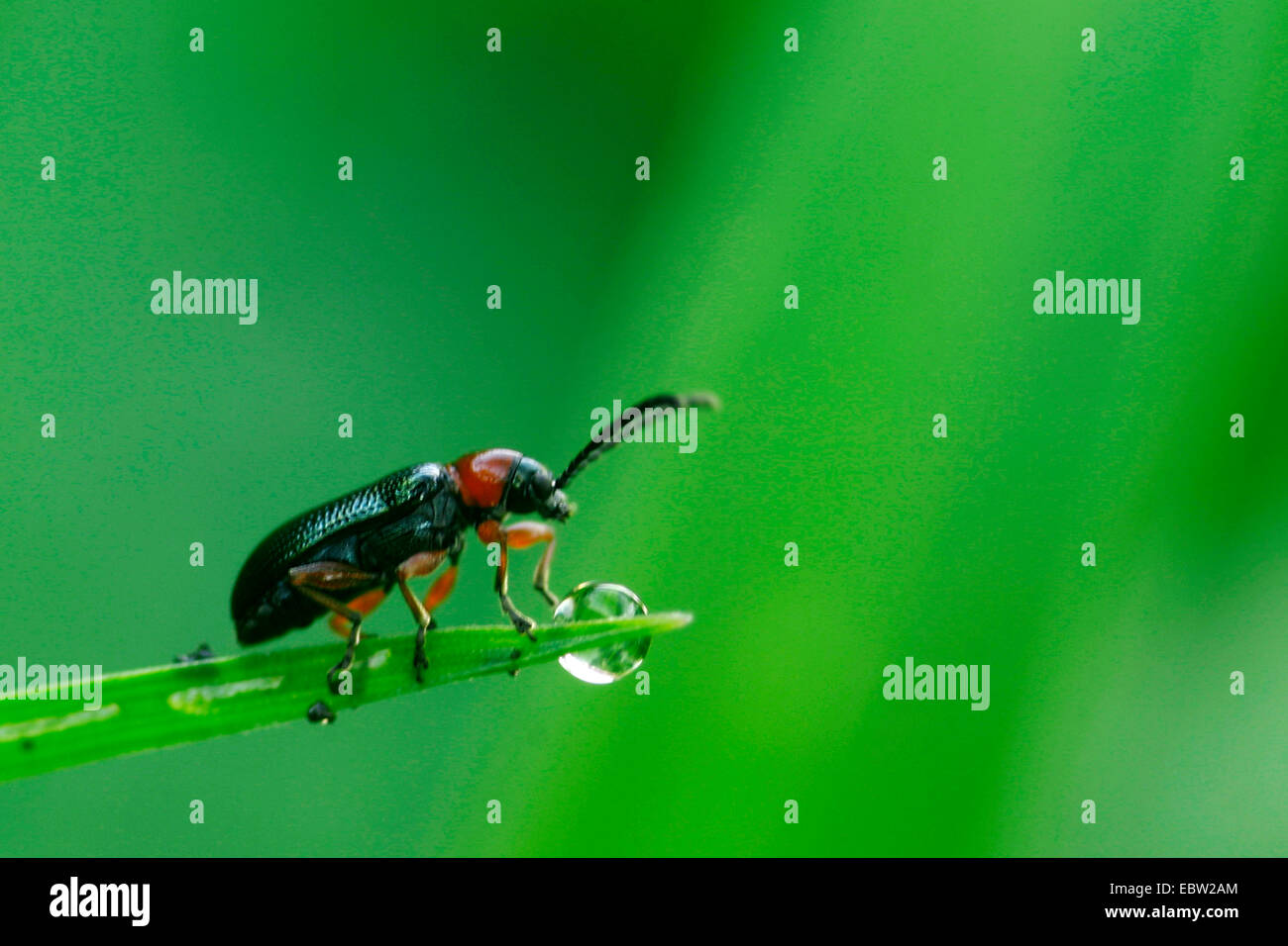 cereal leaf beetle (oat leaf beetle, barley leaf beetle) (Lema melanopus, Oulema melanopus), sitting on a leaf, Germany Stock Photo