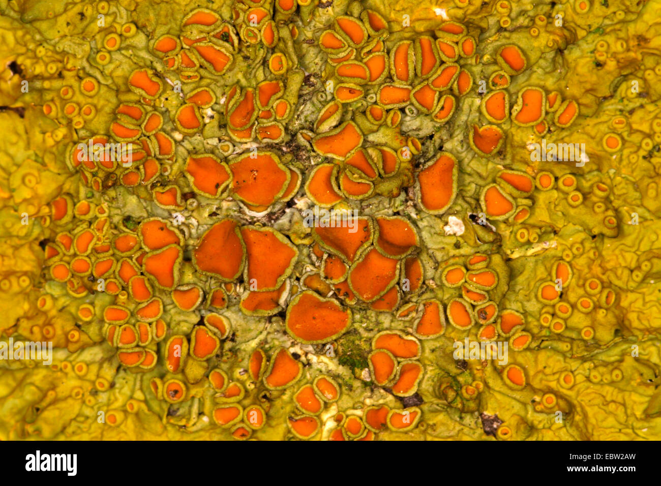 Common orange lichen, Yellow scale, Maritime sunburst lichen, Shore lichen, Golden shield lichen (Xanthoria parietina, Parmelia parietina), Germany Stock Photo