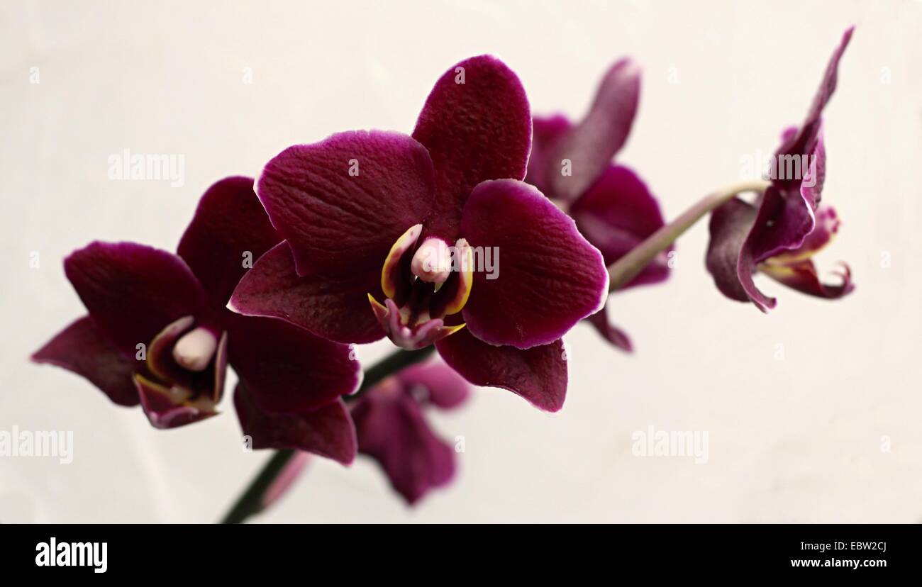 Dark red orchid flowers on white background Stock Photo - Alamy