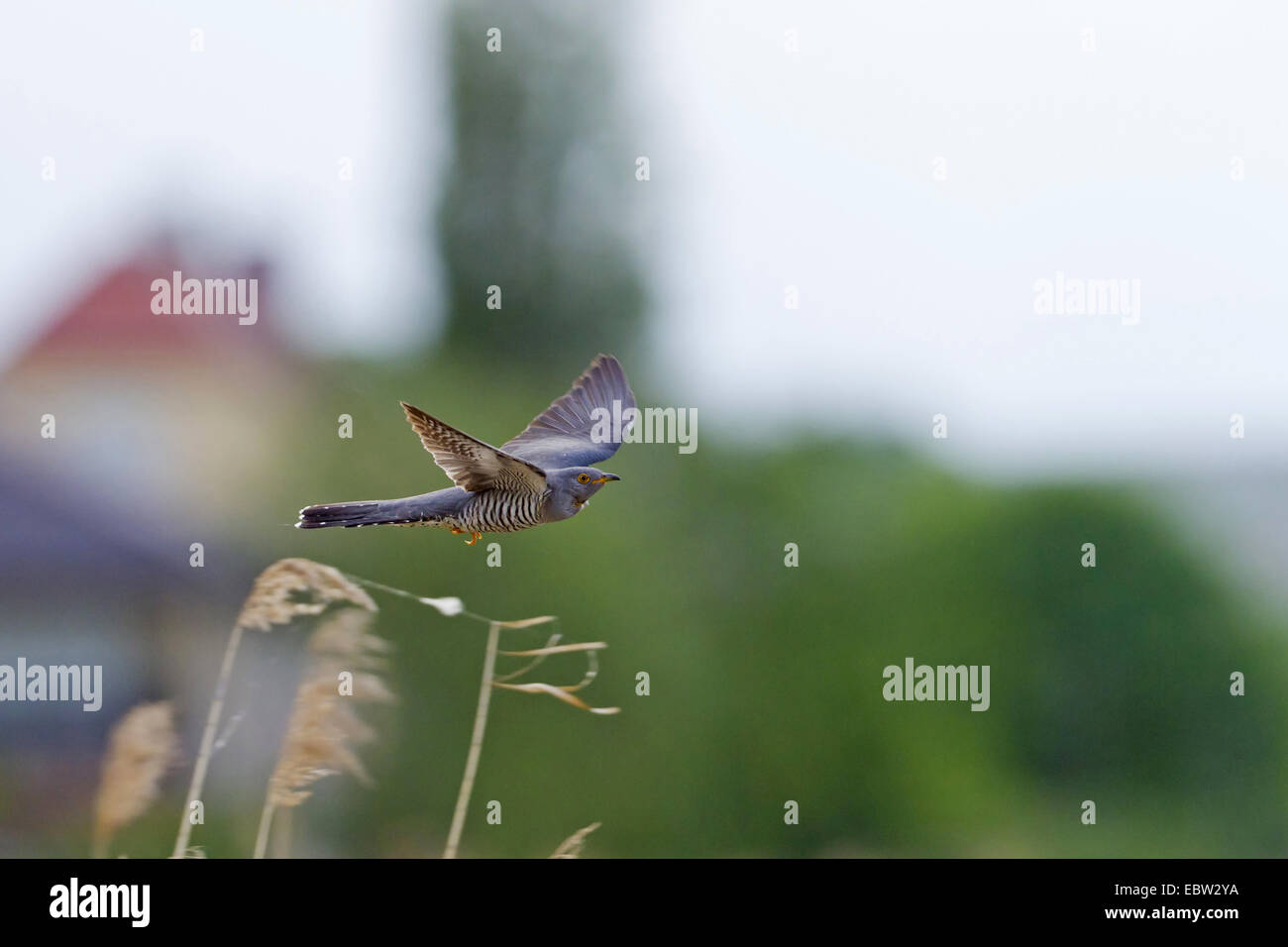 Eurasian cuckoo (Cuculus canorus), flying, Germany, Rhineland-Palatinate Stock Photo