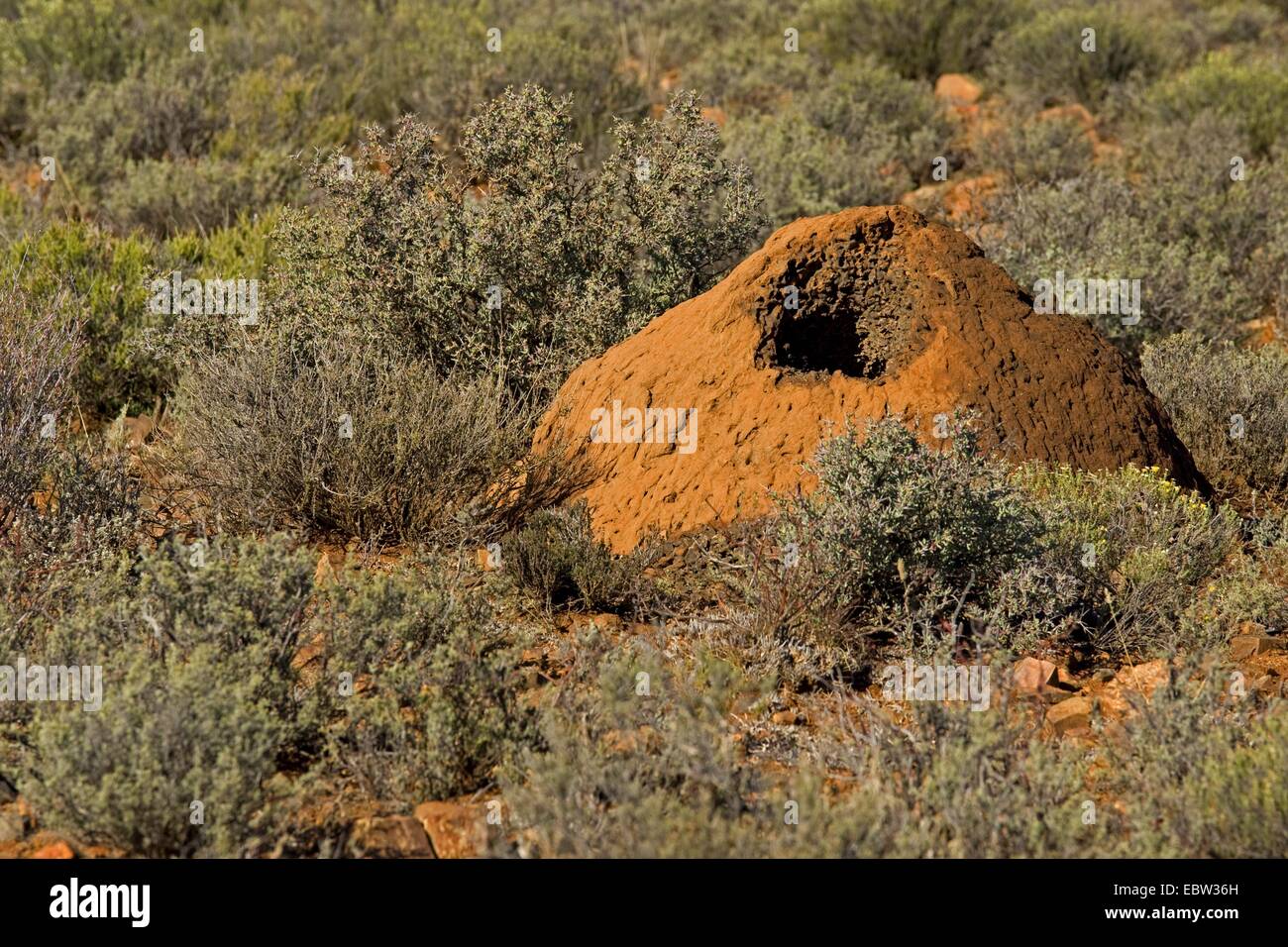 termite mound, South Africa, Western Cape, Karoo National Park Stock Photo