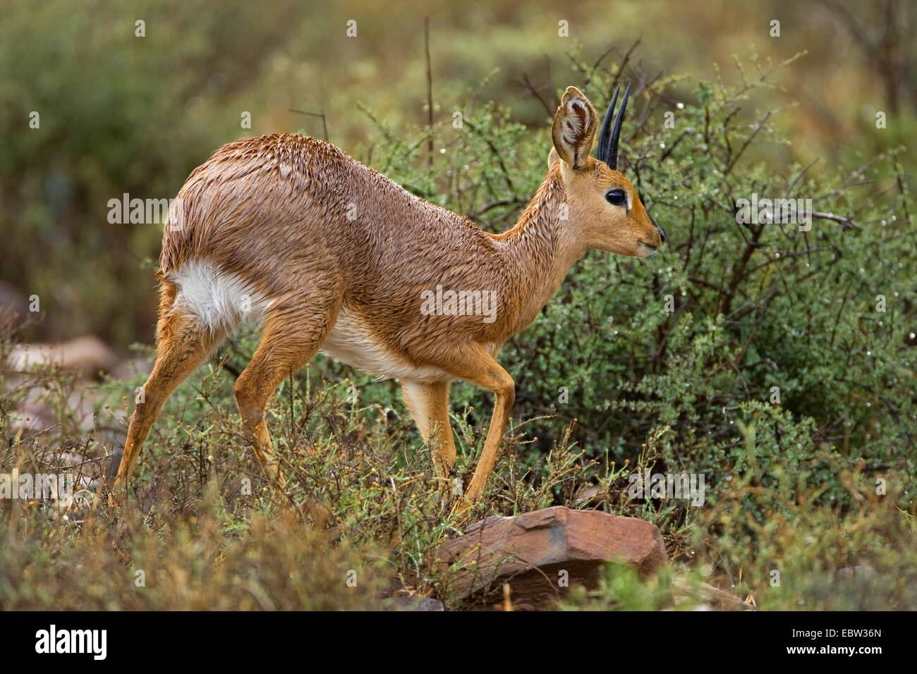 steenbok (Raphicerus campestris), walking in shrubbery, South Africa, Western Cape, Karoo National Park Stock Photo