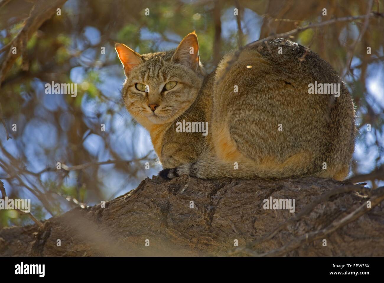 African wildcat (Felis lybica, Felis libyca, Felis silvestris lybica, Felis silvestris libyca), resting on a branch, South Africa, Northern Cape, Kgalagadi Transfrontier National Park Stock Photo