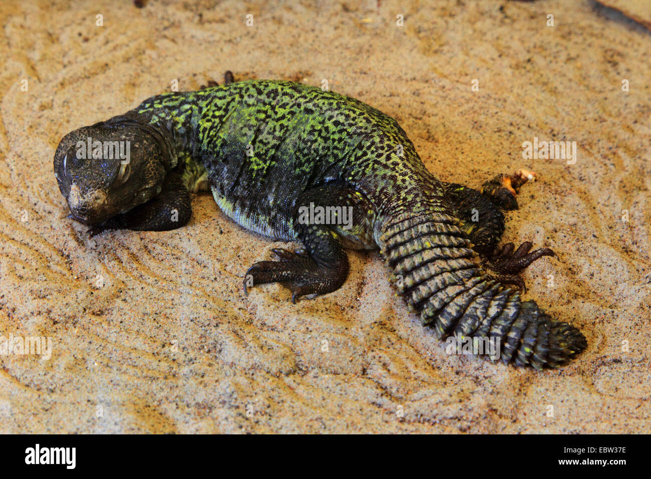African spiny-tailed lizard, Dabbs mastigure (Uromastyx acanthinurus, Uromastyx acanthinura), lying in sand Stock Photo