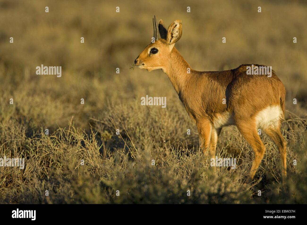 steenbok (Raphicerus campestris), feeding, South Africa, Western Cape, Karoo National Park Stock Photo