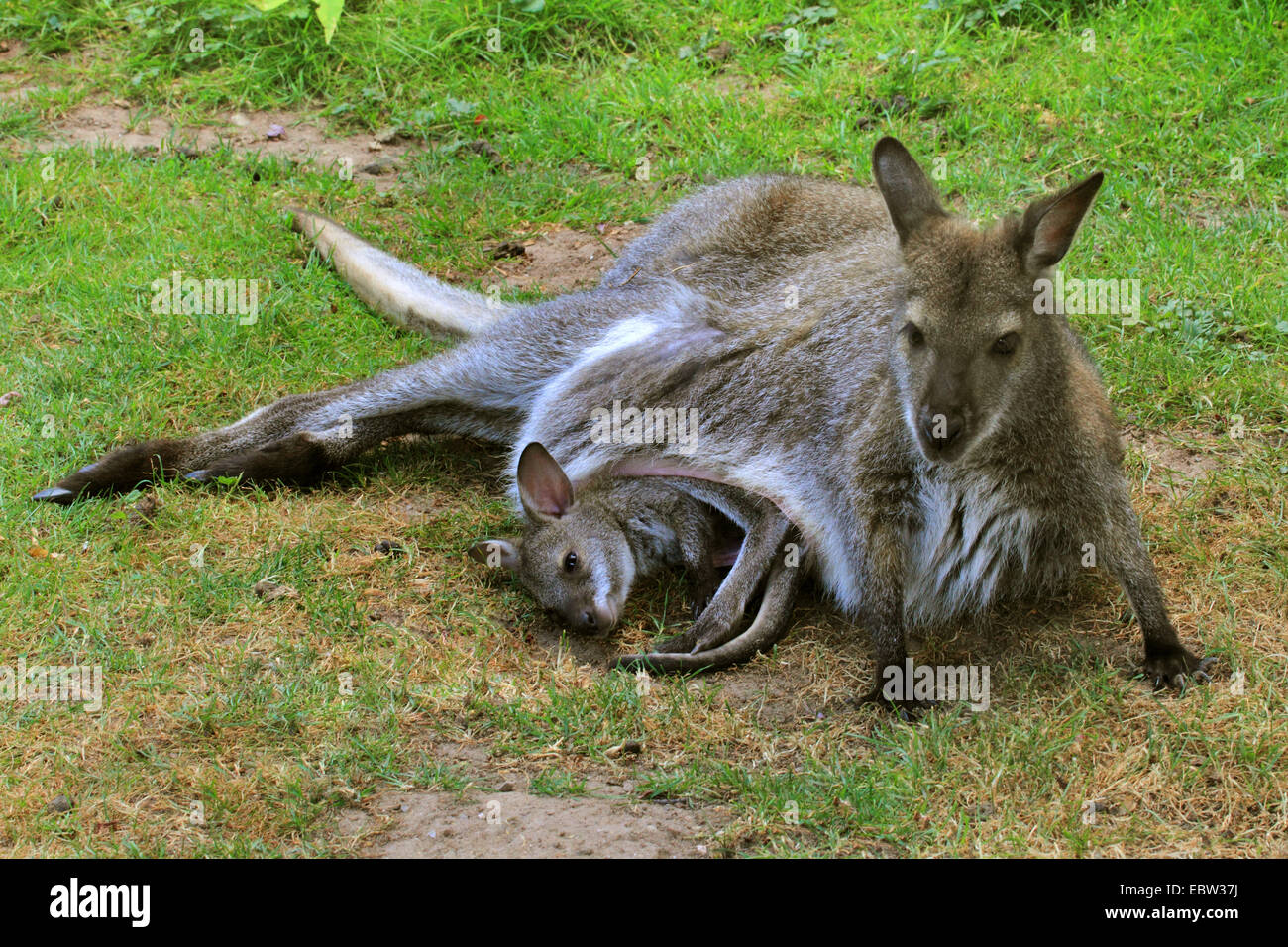 red-necked wallaby, Bennett┤s Wallaby (Macropus rufogriseus, Wallabia rufogrisea), lying with young animal in pouch in meadow Stock Photo