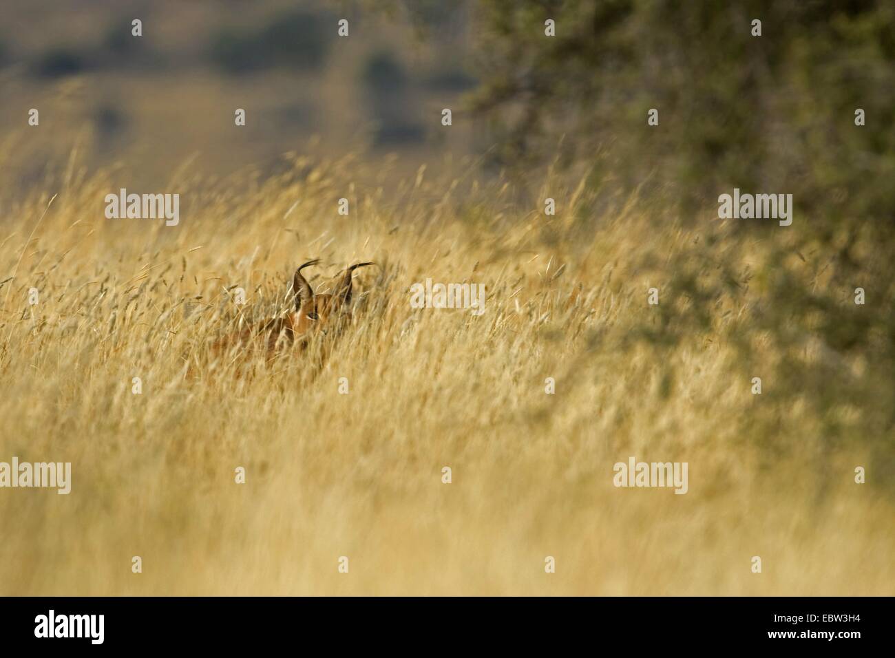 caracal (Caracal caracal, Felis caracal), hiding in high grass, South Africa, Eastern Cape, Mountain Zebra National Park Stock Photo