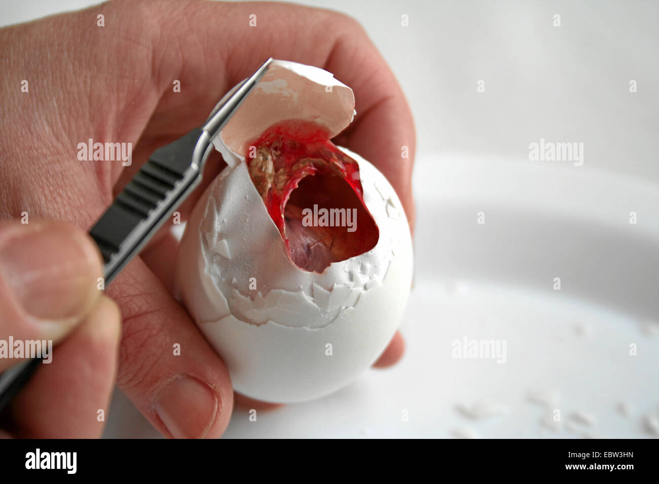 fertilized duck's egg called balut, being eaten in the Far East as delicacy and supposed aphrodisiac, is opened with a pair of pincers Stock Photo