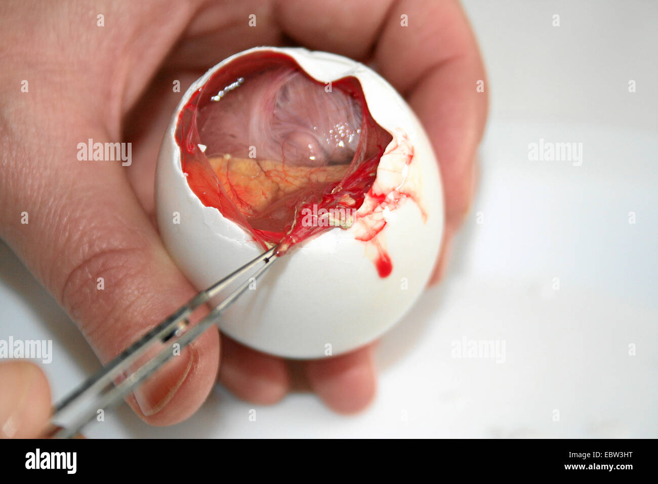 fertilized duck's egg called balut, being eaten in the Far East as delicacy and supposed aphrodisiac, is opened with a pair of pincers Stock Photo