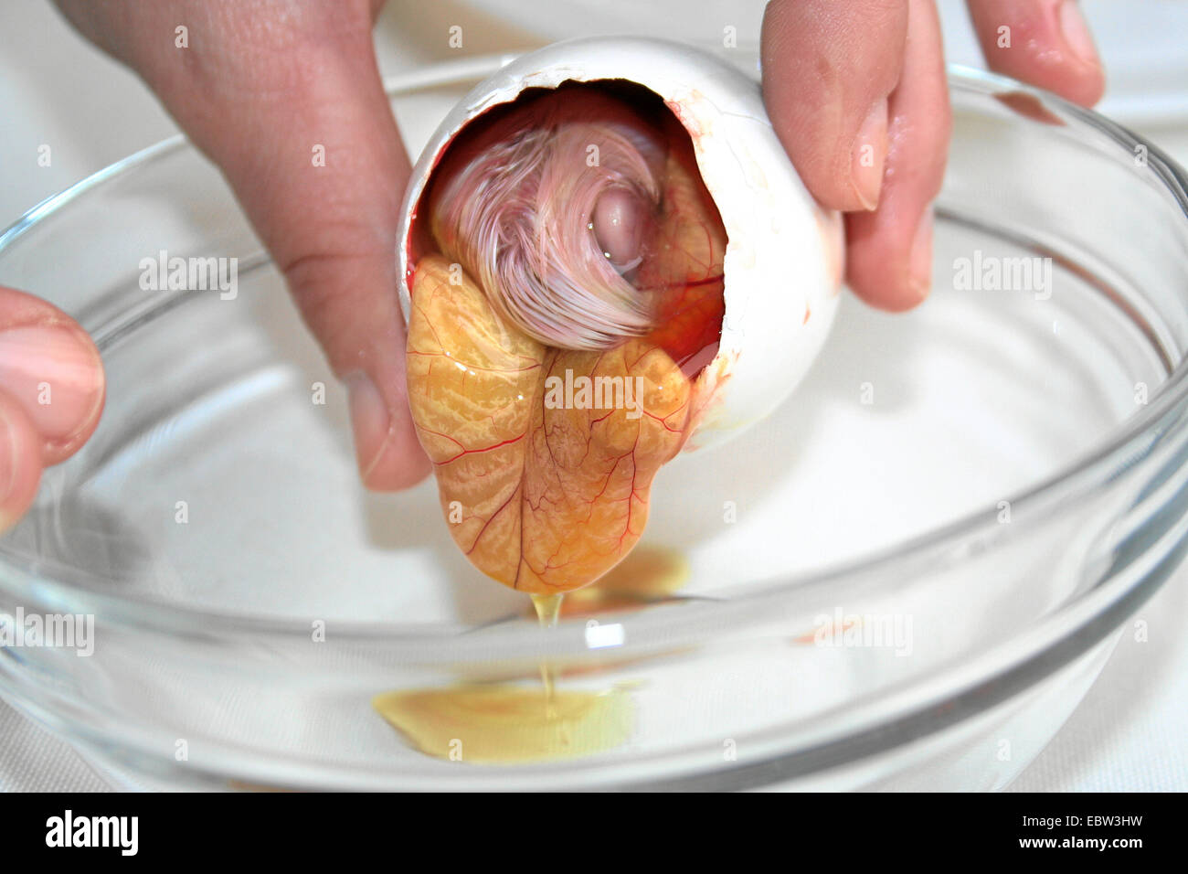 content of a fertilized duck's egg called balut, being eaten in the Far East as delicacy and supposed aphrodisiac, is poured into a glass bowl Stock Photo