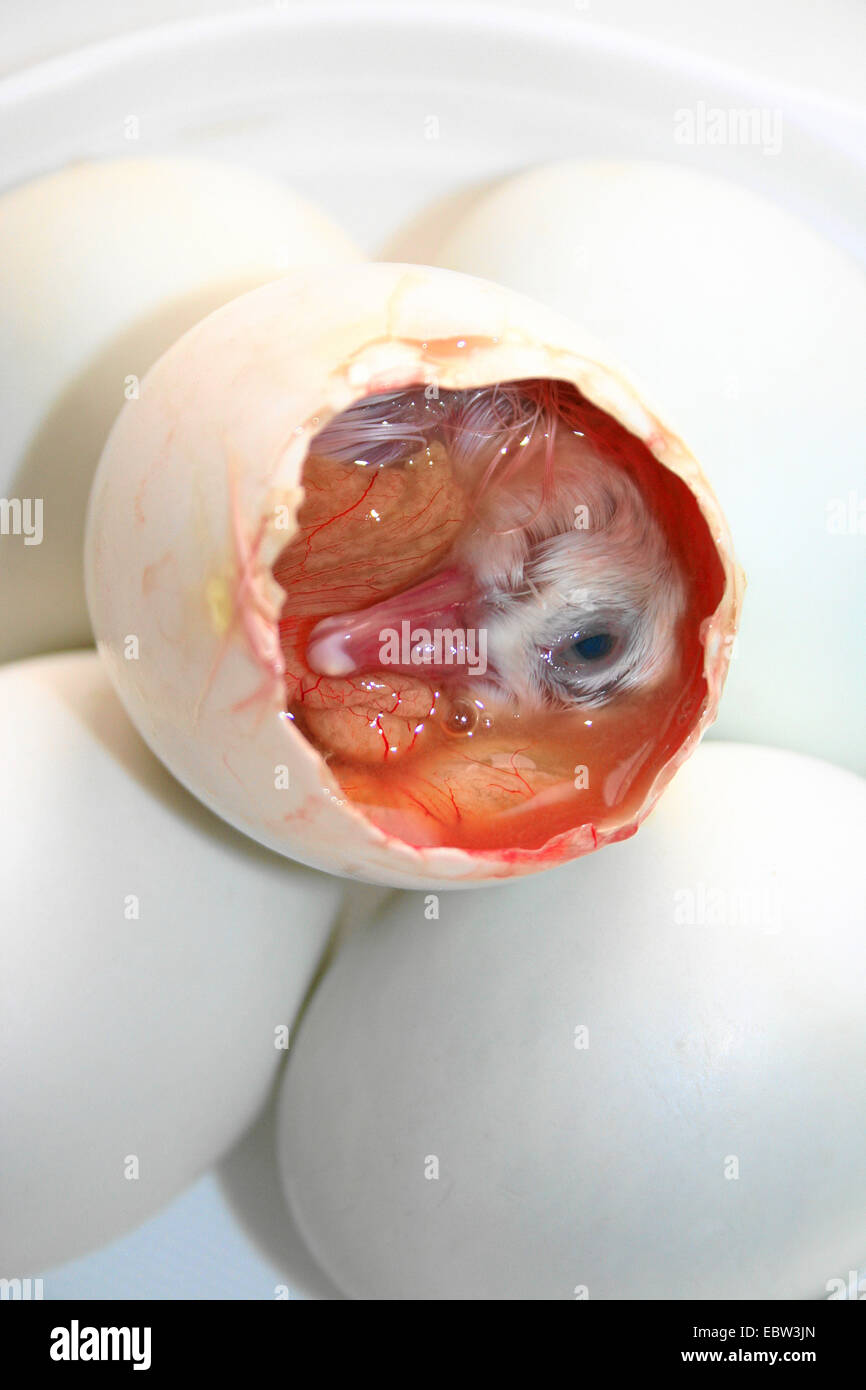 head of a duck embryo sticking out of a fertilized egg called balut, traditionally eaten as a delicacy and supposed aphrodisiac in the Far East Stock Photo