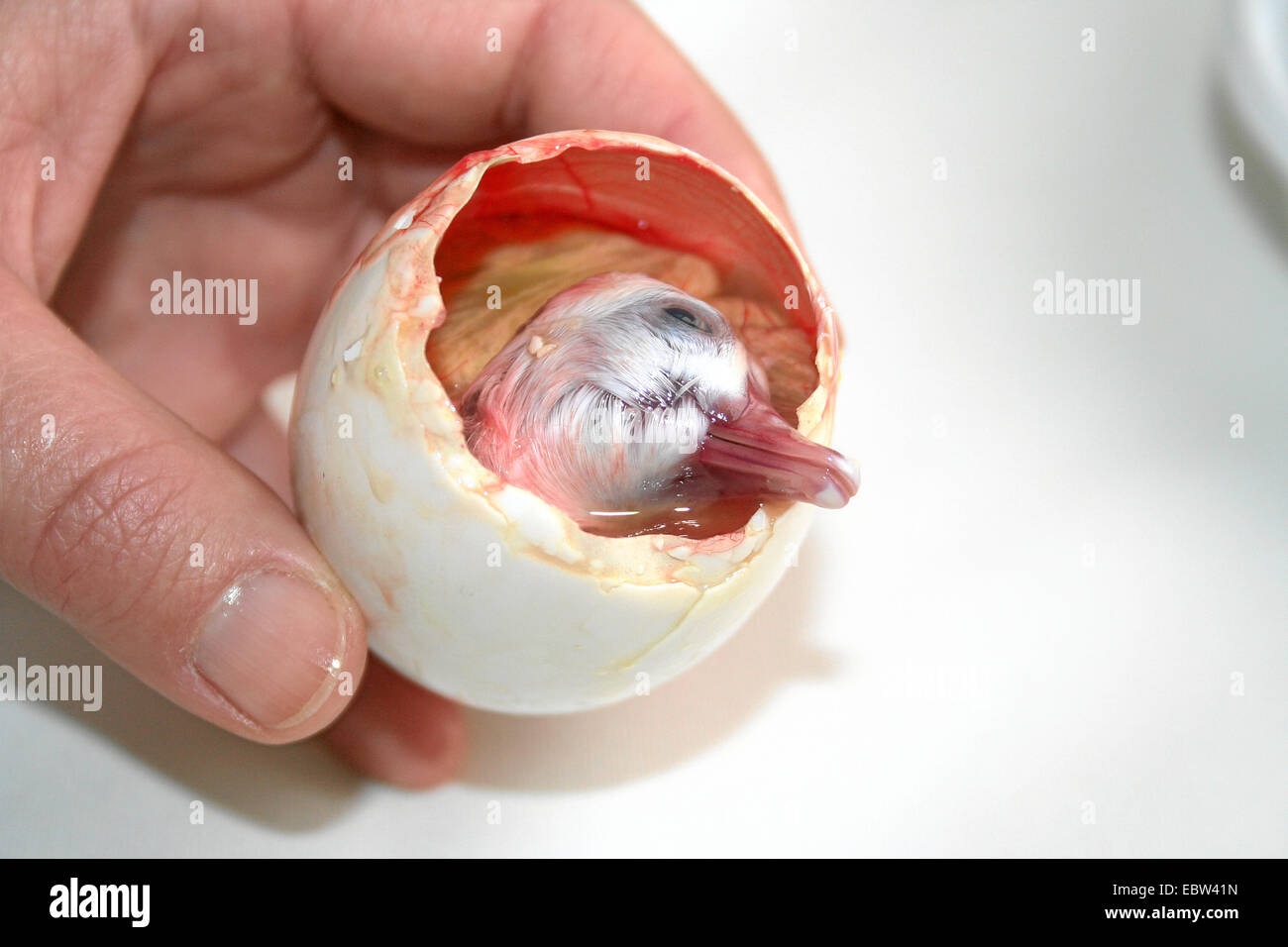 head of a duck embryo sticking out of a fertilized egg called balut, traditionally eaten as a delicacy and supposed aphrodisiac in the Far East Stock Photo