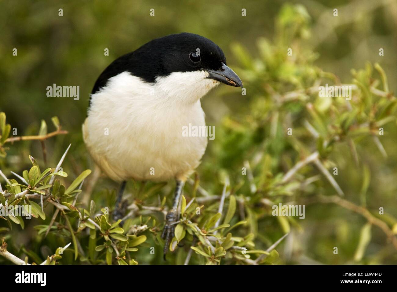 southern boubou (Laniarius ferrugineus), sitting on a branch, South Africa, Eastern Cape, Addo Elephant National Park Stock Photo