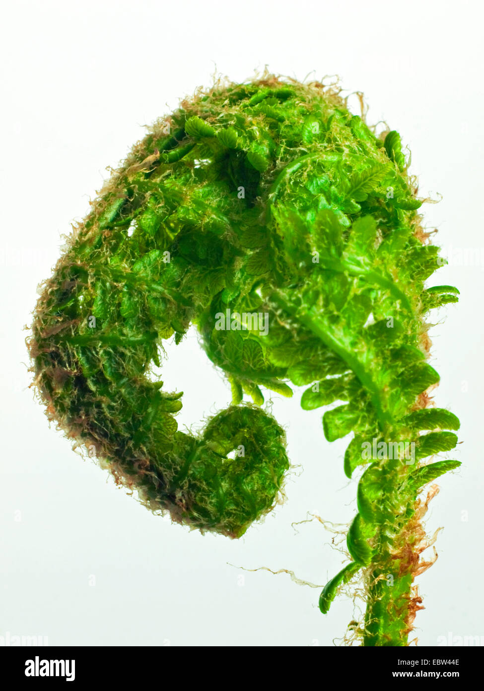young fernd frond Stock Photo