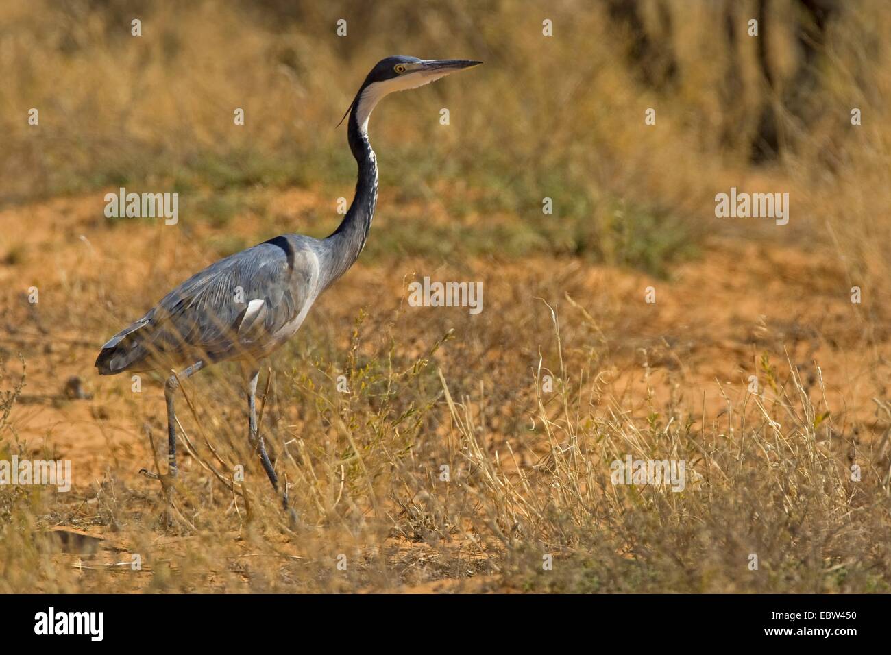 Herons of south africa hires stock photography and images Alamy