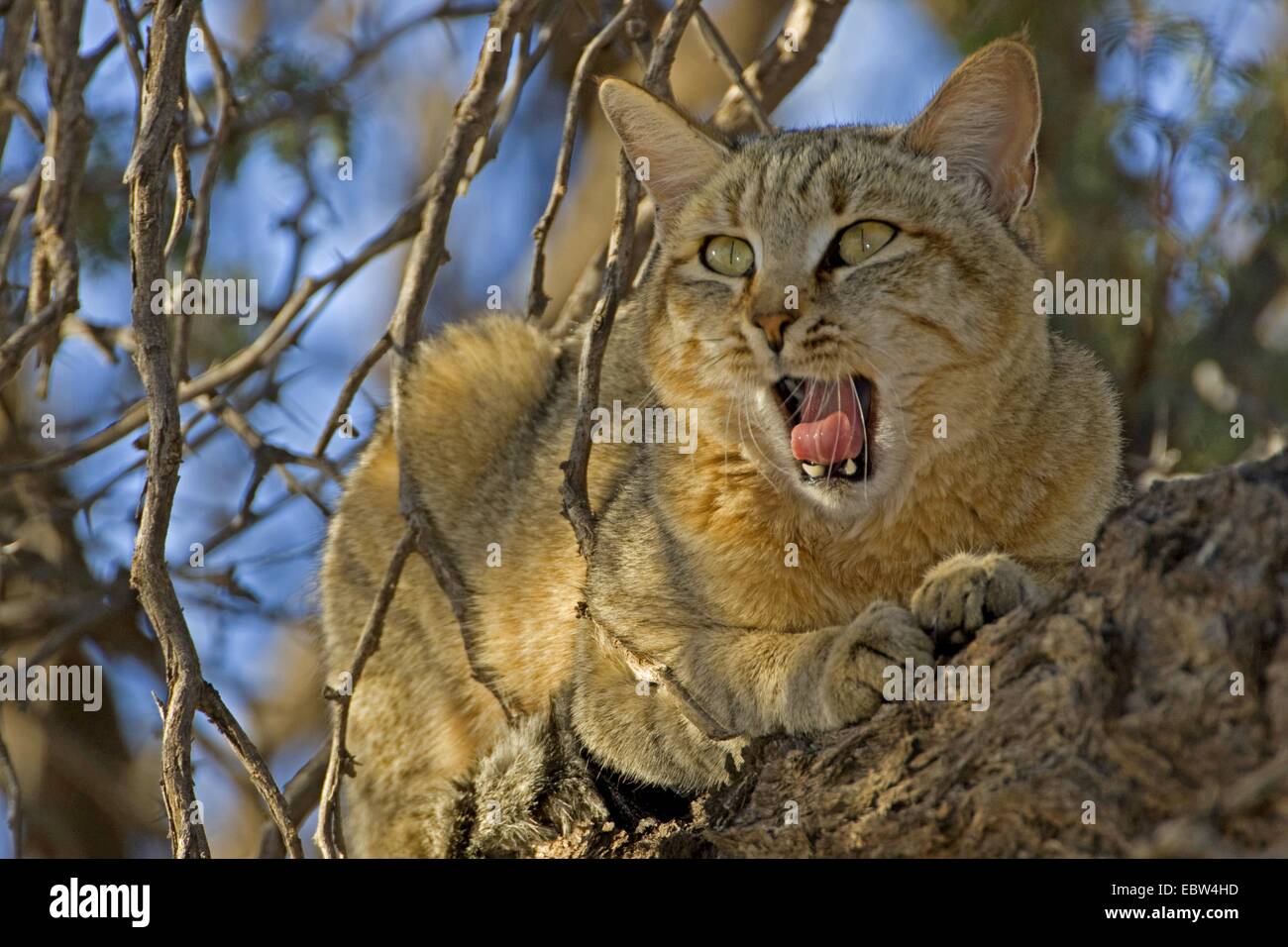 African wildcat (Felis lybica, Felis libyca, Felis silvestris lybica, Felis silvestris libyca), lying on a branch yawning, South Africa, Northern Cape, Kgalagadi Transfrontier National Park Stock Photo