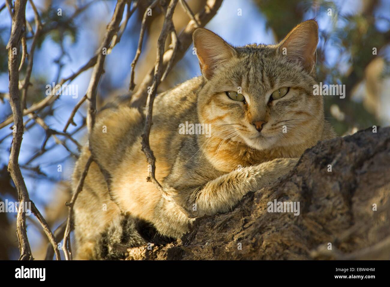 African wildcat (Felis lybica, Felis libyca, Felis silvestris lybica, Felis silvestris libyca), lying on a branch, South Africa, Northern Cape, Kgalagadi Transfrontier National Park Stock Photo