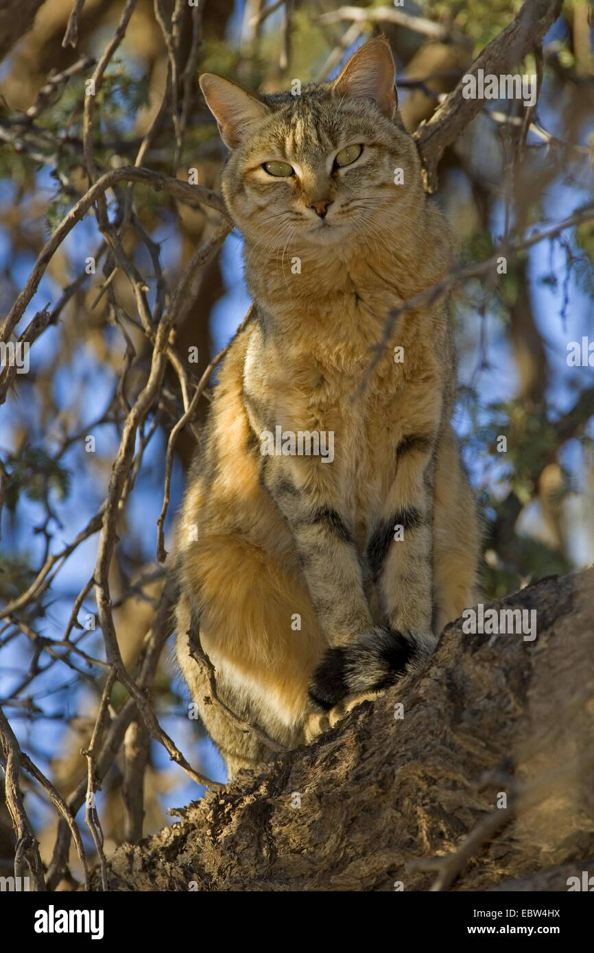 African wildcat (Felis lybica, Felis libyca, Felis silvestris lybica, Felis silvestris libyca), sitting on a branch, South Africa, Northern Cape, Kgalagadi Transfrontier National Park Stock Photo