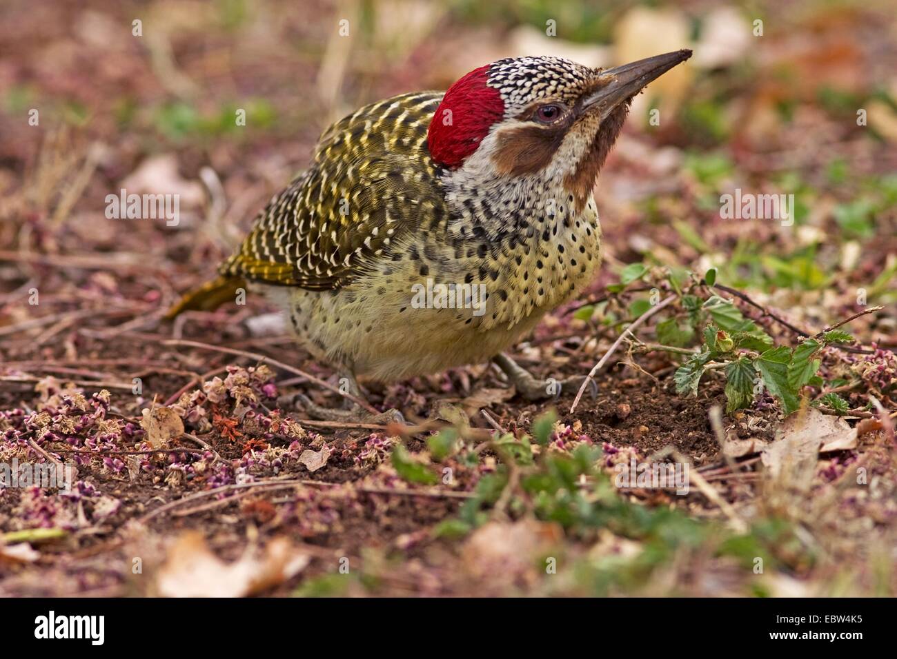 Bennett's woodpecker (Campethera bennettii), sitting on the ground, South Africa, Limpopo, Krueger National Park Stock Photo