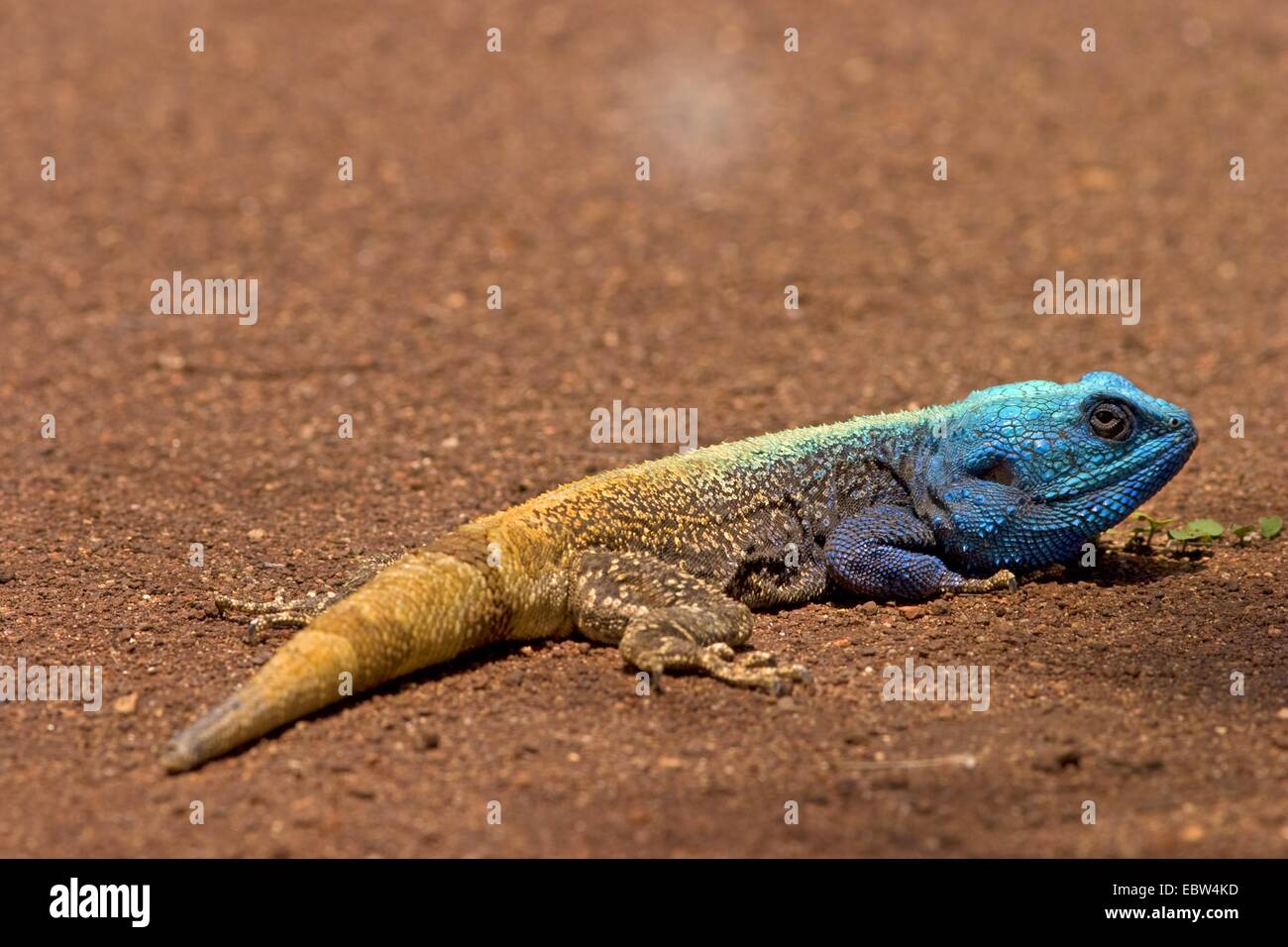 blue-throated agama (Agama atricollis, Stellio atricollis, Acanthocercus atricollis), male, South Africa, Limpopo, Krueger National Park Stock Photo