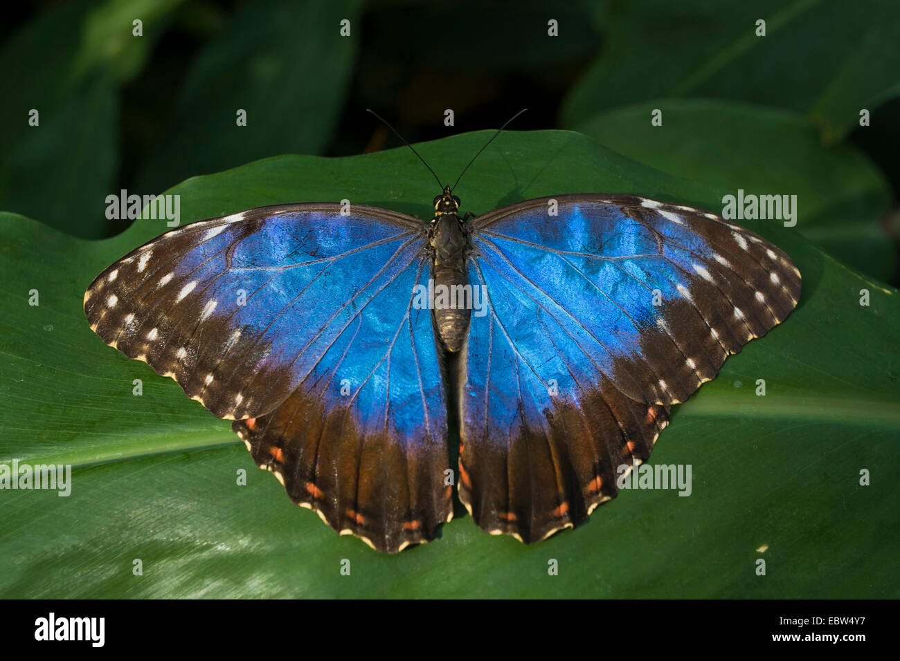 blue morpho (Morpho peleides), sitting on a leaf Stock Photo