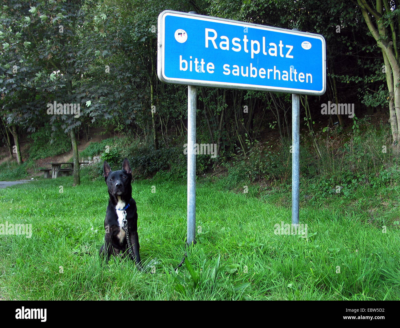 , dog tied up at resting place of a highway, Germany, Stock Photo