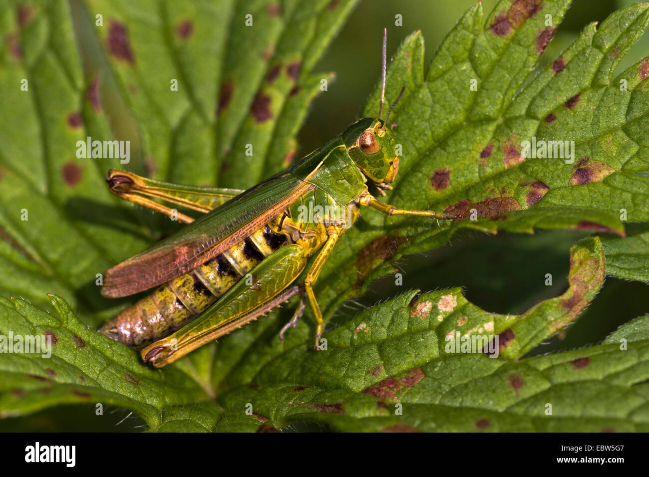 common green grasshopper (Omocestus viridulus), sitting on a leaf, Germany Stock Photo