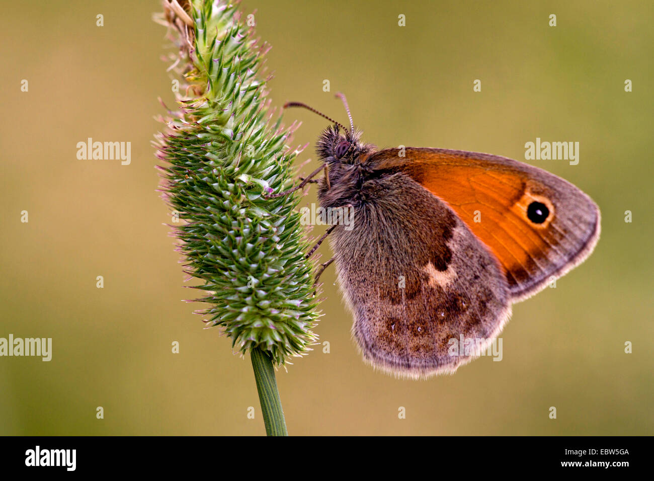 small heath (Coenonympha pamphilus), sitting at a grass ear, Germany Stock Photo