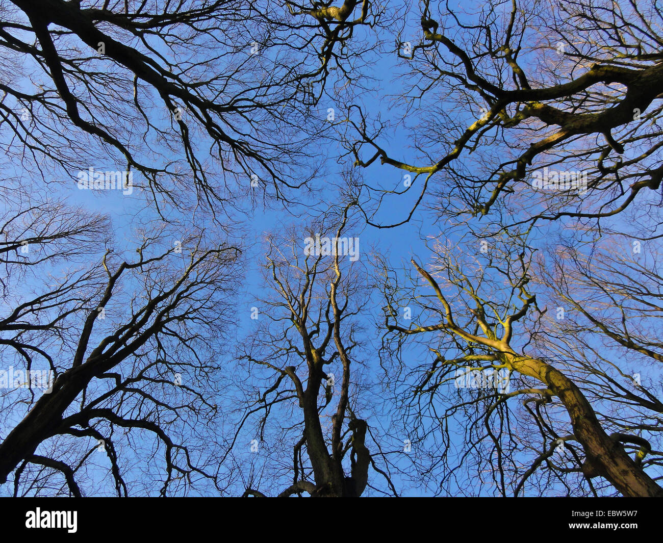 view at the zenith on bald tree tops in front of blue sky, Germany, Lower Saxony, Norden Stock Photo