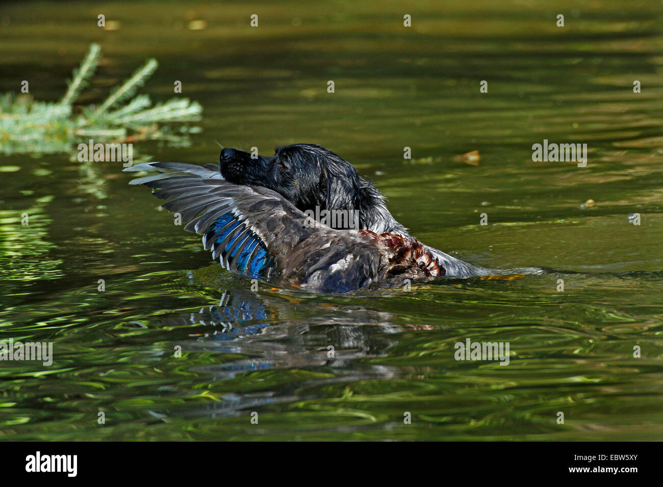 Brittany (Canis lupus f. familiaris), hunting dog swimming and retrieving a shot duck, Germany Stock Photo