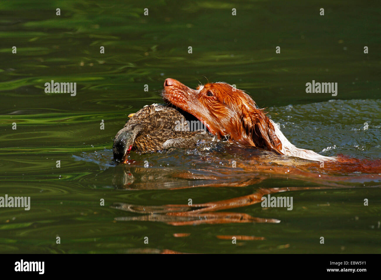 Brittany (Canis lupus f. familiaris), hunting dog swimming and retrieving a shot duck, Germany Stock Photo