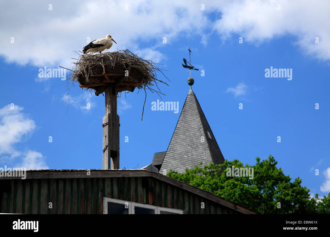 Stork nest, Hitzacker / Elbe, Wendland, Lower Saxony, Germany, Europe Stock Photo