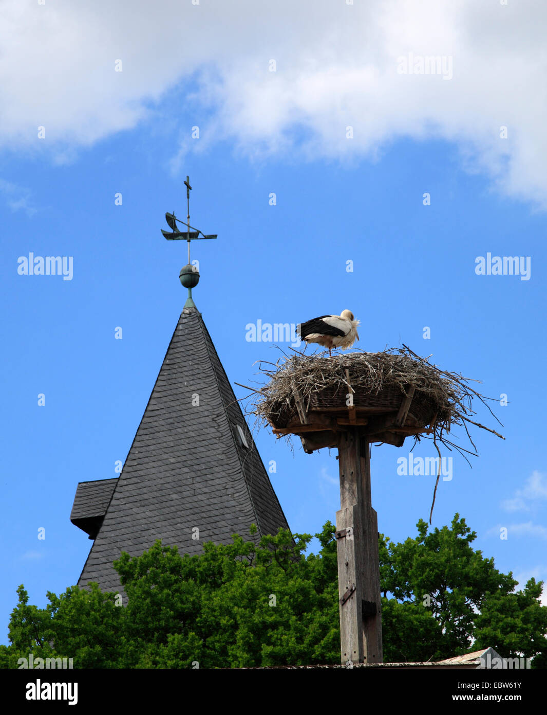 Stork nest, Hitzacker / Elbe, Wendland, Lower Saxony, Germany, Europe Stock Photo
