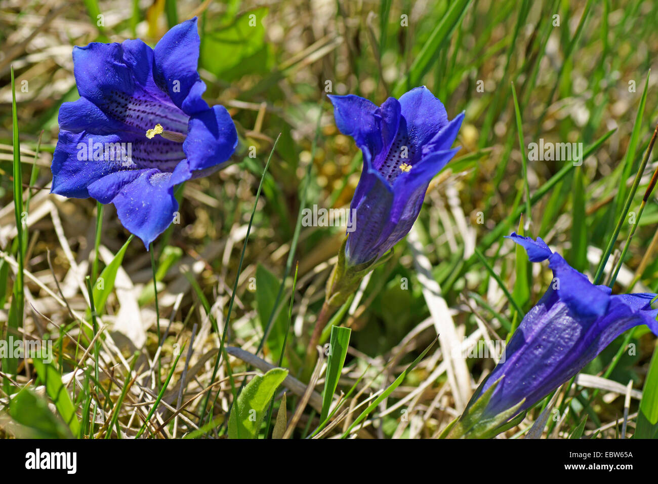 trumpet gentian (Gentiana acaulis), flowers, Germany, Bavaria