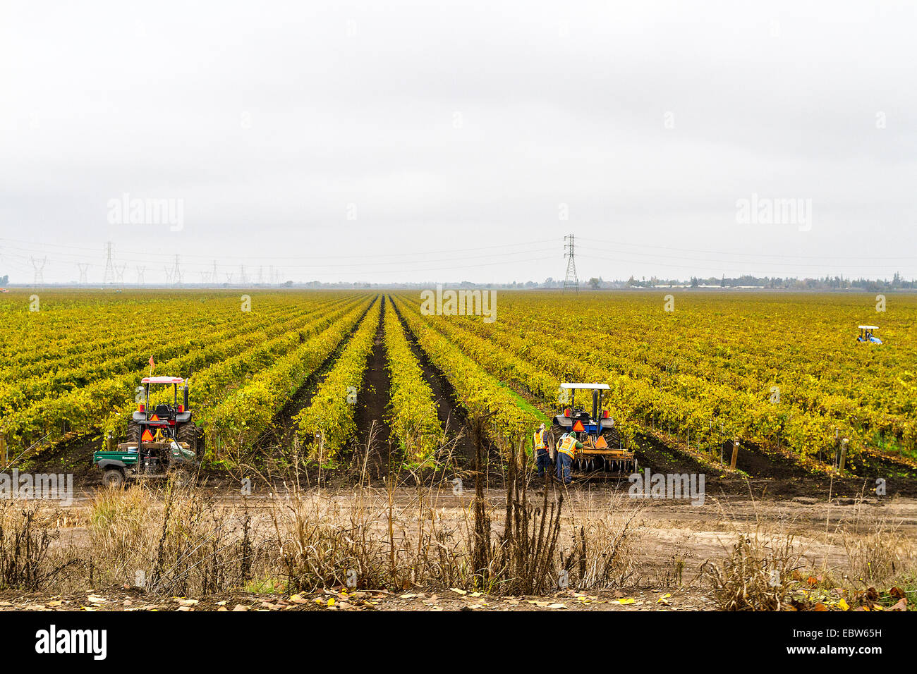 Workers in a vineyard in Stockton Lodi area of California in the Fall of 2014 Stock Photo