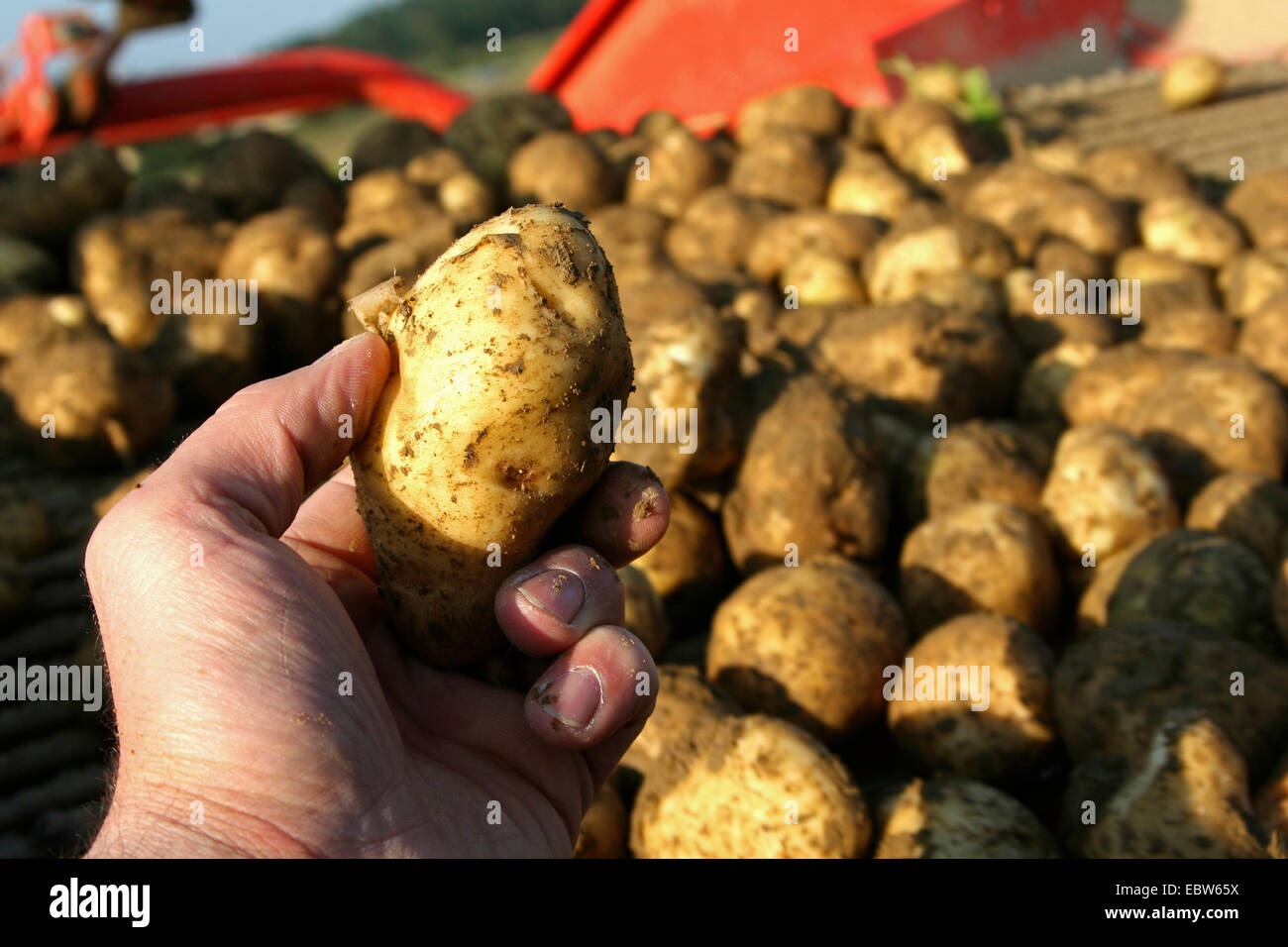 man checking a harvested potato Stock Photo