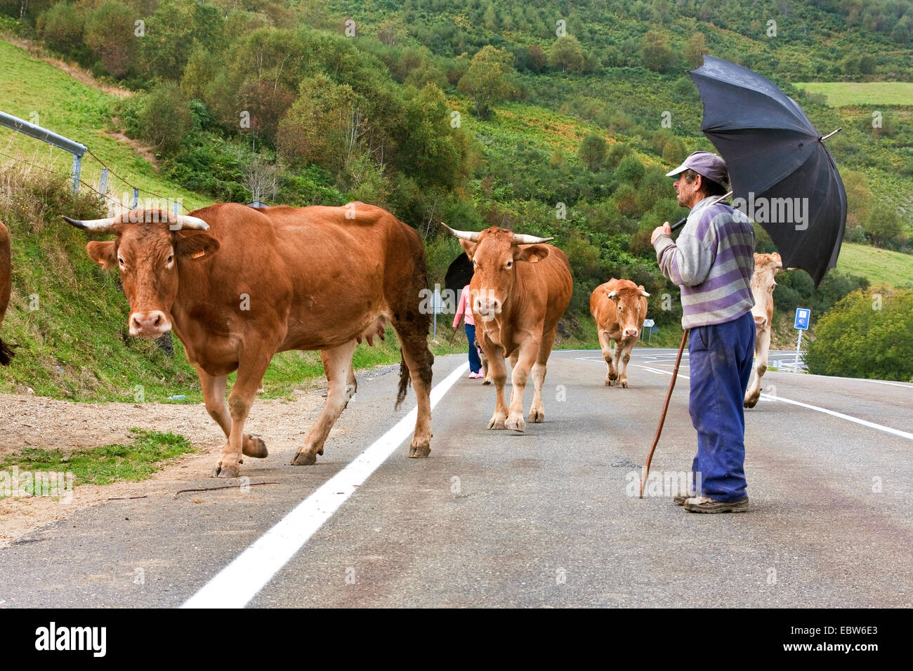 Punching cows hires stock photography and images Alamy
