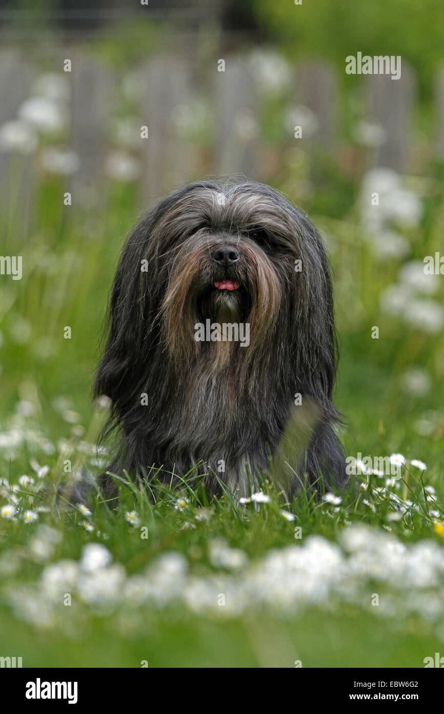 Lhasa Apso (Canis lupus f. familiaris), sitting in a flower meadow, Germany Stock Photo