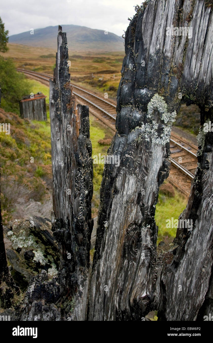 railway track seen through the remains of a burned tree Stock Photo