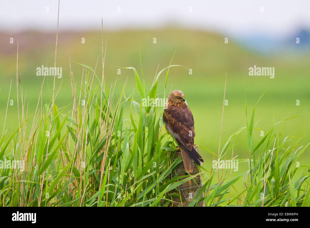 northern sparrow hawk (Circus aeruginosus), resting on a fensing post, Netherlands, Texel Stock Photo