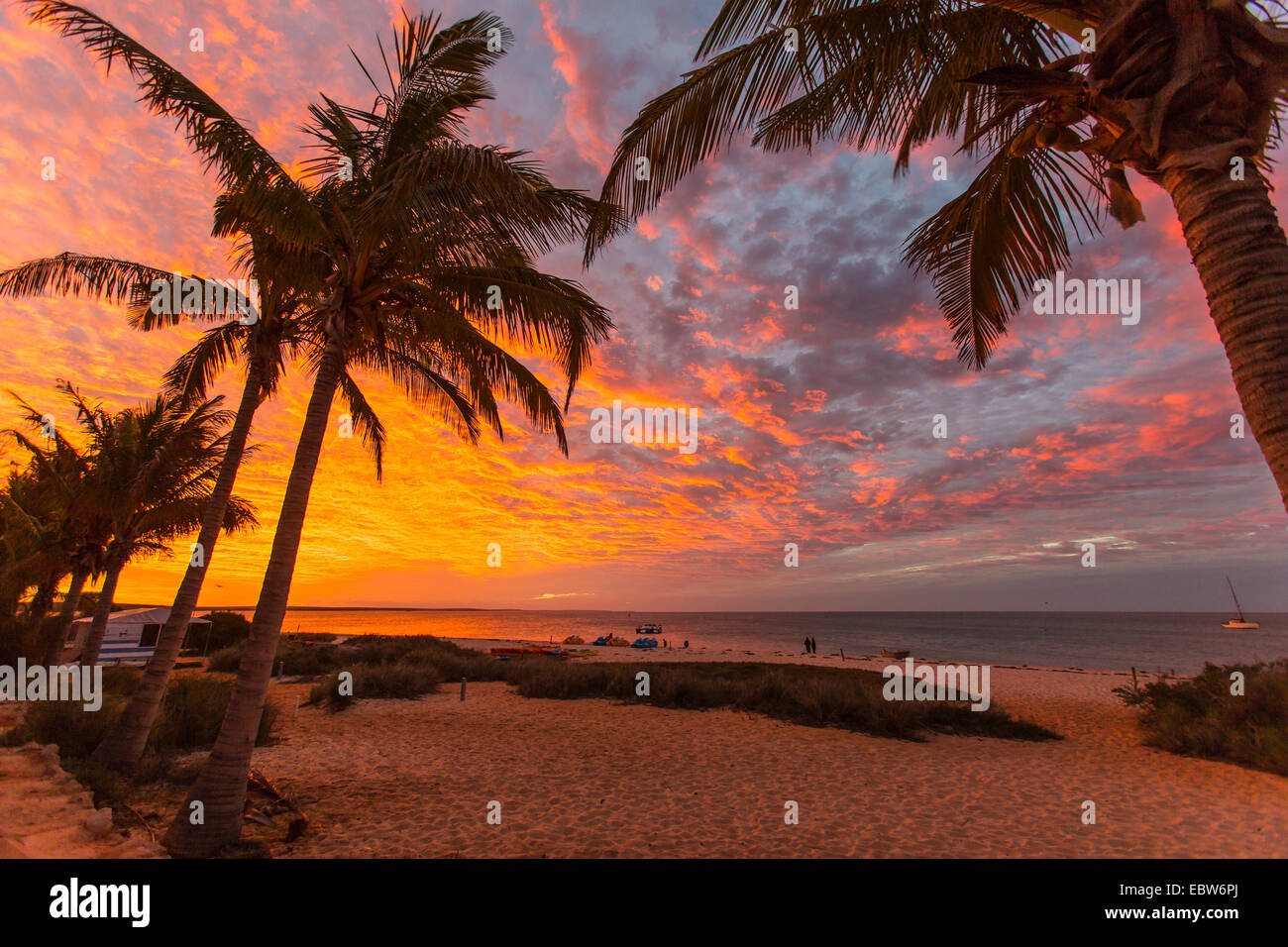 coconut palm (Cocos nucifera), palm beach in sunset, Australia, Western Australia, Monkey Mia Stock Photo