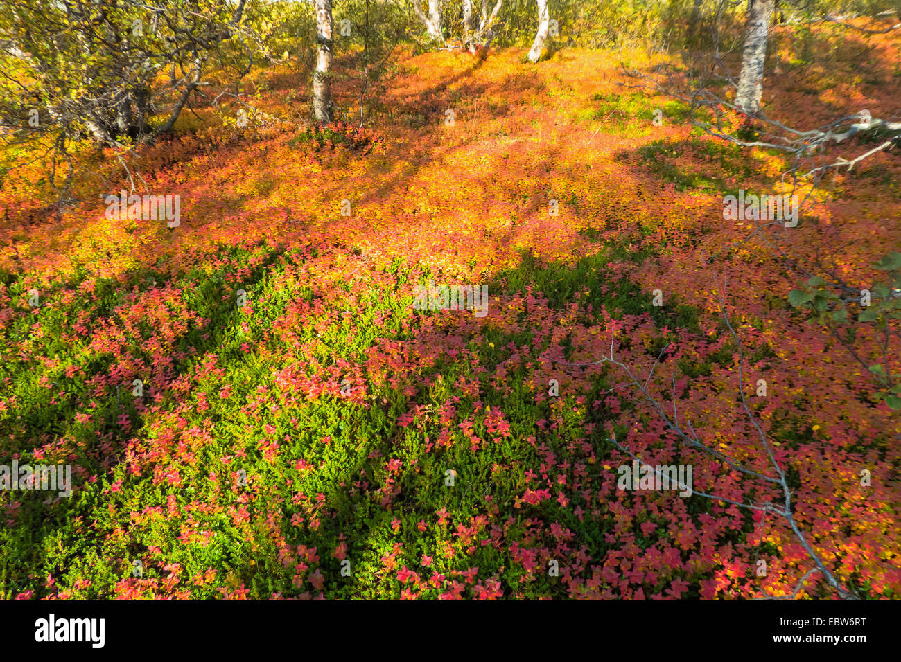 taiga autumn, Norway, Troms, Breivikeidet Stock Photo