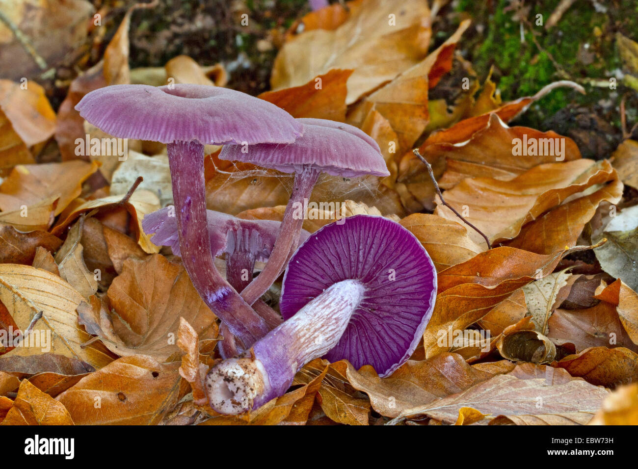 amethyst deceiver (Laccaria amethystea, Laccaria amethystina), four fruiting bodies on forest floor, one of them overturned, Germany, Mecklenburg-Western Pomerania Stock Photo