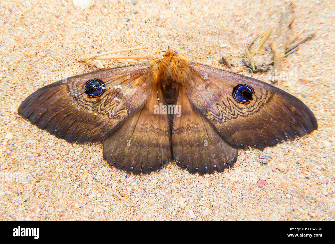 Southern Old Lady Moth (Dasypodia selenophora), lying with open wings on the sand, Australia, Western Australia Stock Photo