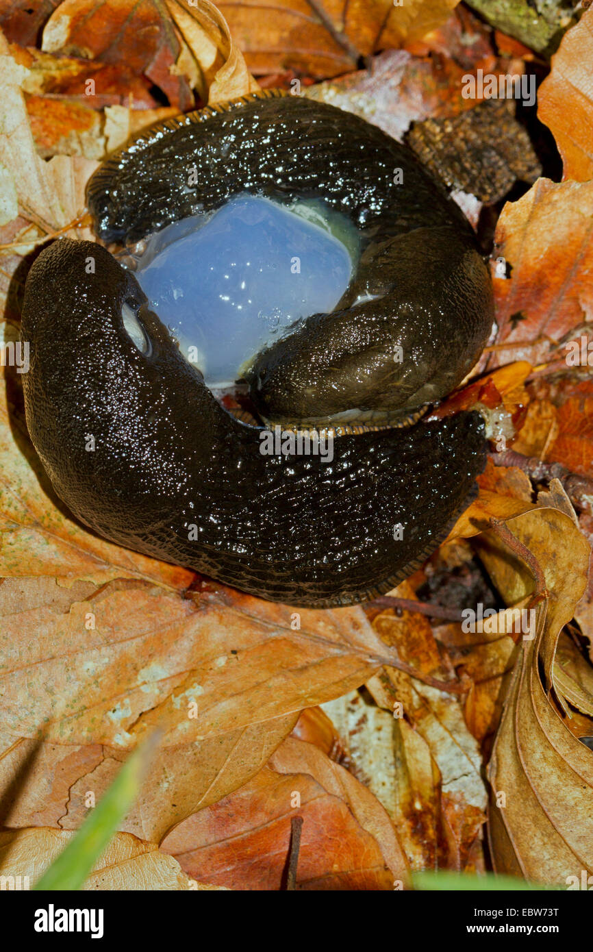 large black slug, greater black slug, black arion, black snail (Scotland) (Arion ater), mating on forest ground, Germany, Mecklenburg-Western Pomerania Stock Photo
